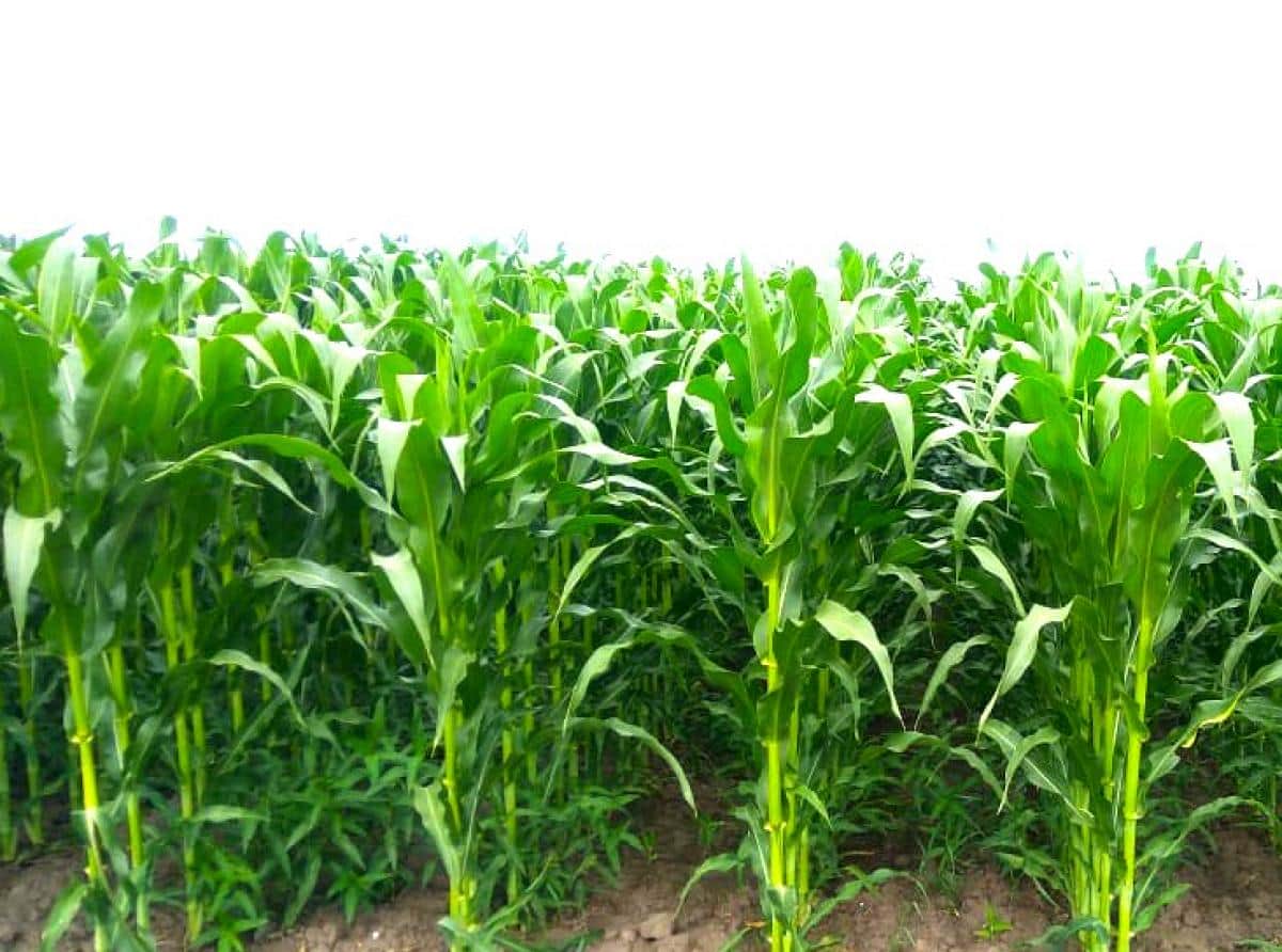 Урожайность кормовой. Кукуруза кормовая культура. Кукуруза для скота. Кукуруза на силос урожайность. Кукурузное поле на силос.