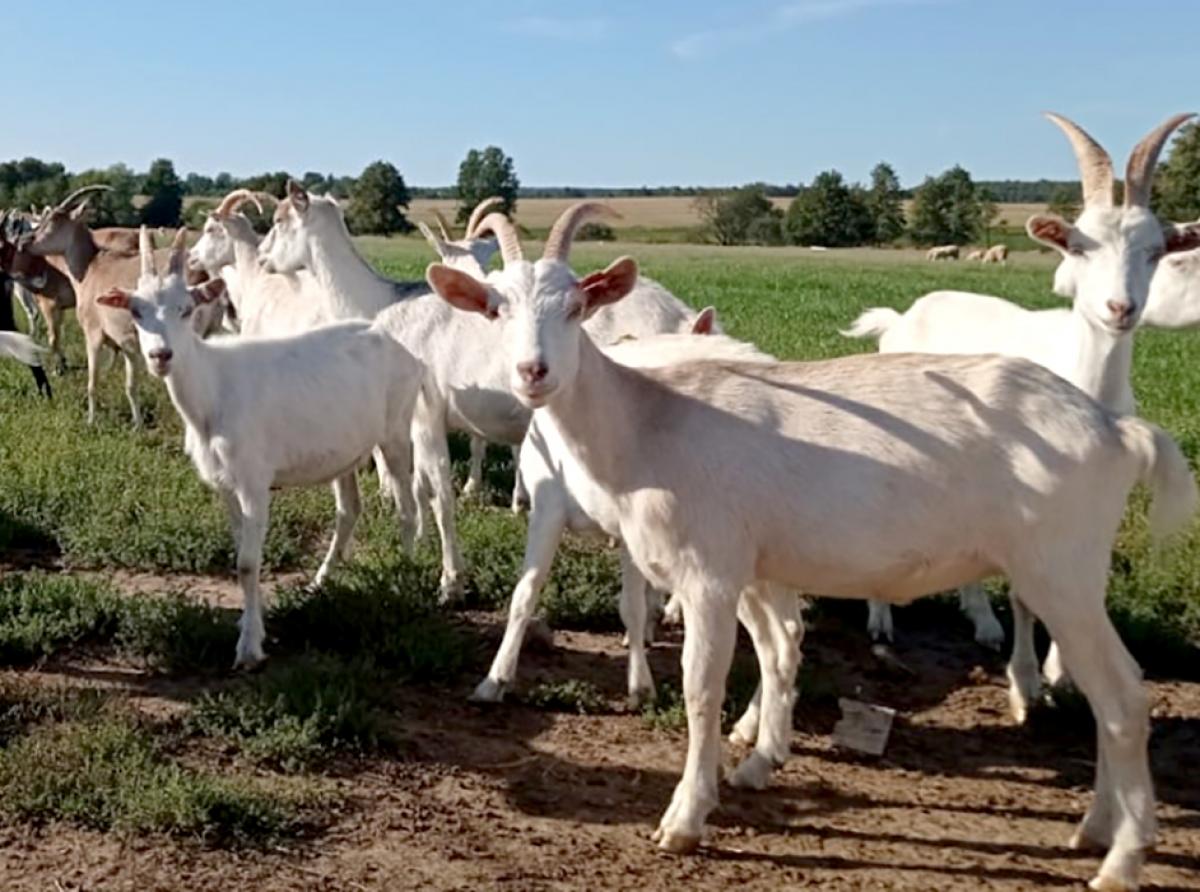 50 новых коз в фермерском хозяйстве