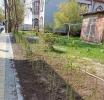 Весной для озеленения закуплено две тысячи саженцев бирючины обыкновенной