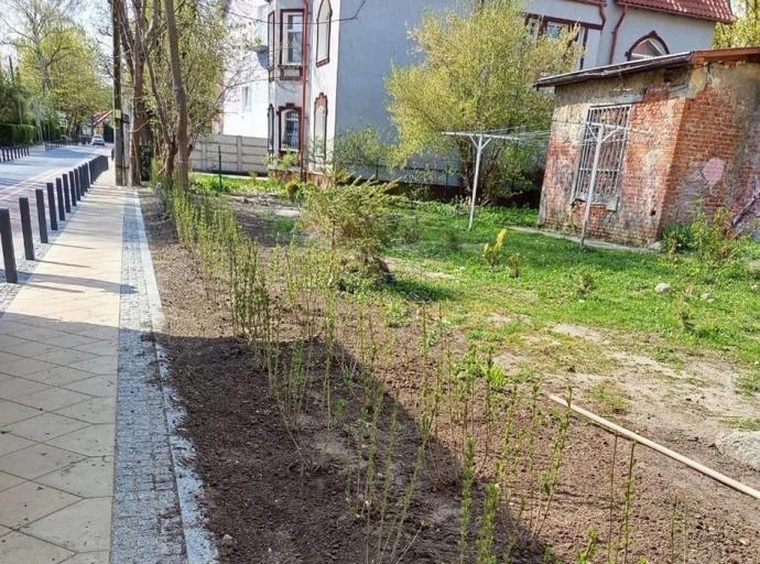 Весной для озеленения закуплено две тысячи саженцев бирючины обыкновенной