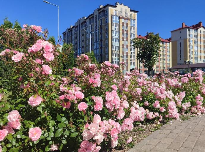 Золотые медалисты, спасённые жизни и новые проекты