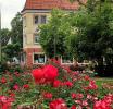 Ко Дню города городская библиотека объявляет конкурс фотографий с изображением зеленоградских роз