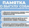 Жительница Зеленоградска подняла проблему бесконтрольного выгула собак в городе-курорте