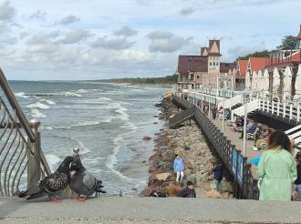 Жительница Зеленоградска пожаловалась на мальчика, бросавшего камни в её собаку