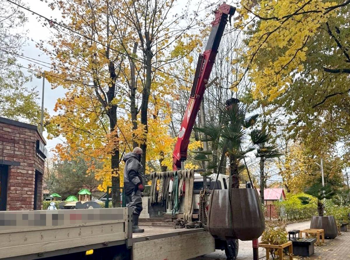 Специалисты МАУ «Озеленитель» перевезли двенадцать городских пальм на зимовку