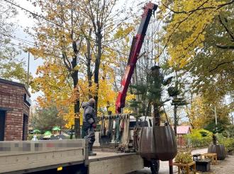 Специалисты МАУ «Озеленитель» перевезли двенадцать городских пальм на зимовку