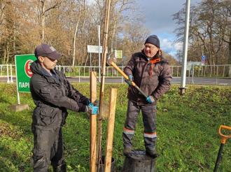 Семь клёнов