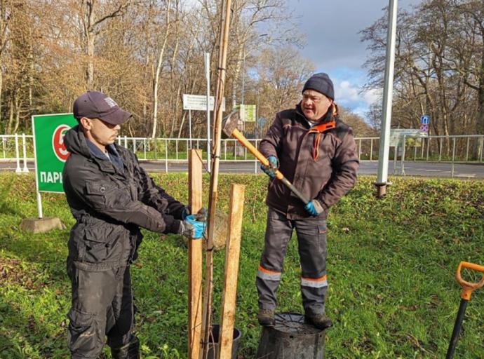 Семь клёнов