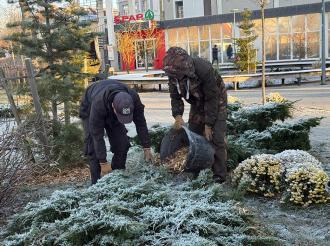 Сотрудники МАУ «Озеленитель» обновляют слой мульчи на приствольных кругах уже растущих деревьев и кустарников