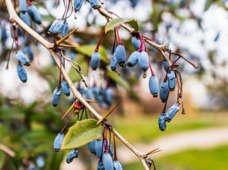 12500 саженцев жимолости и ирги
