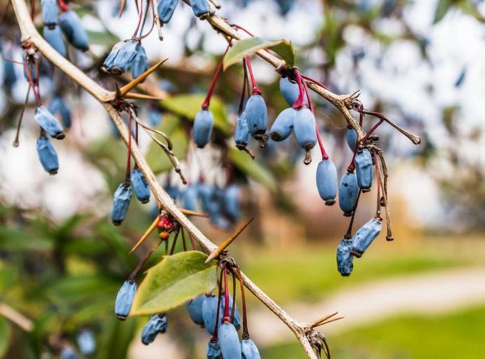 12500 саженцев жимолости и ирги