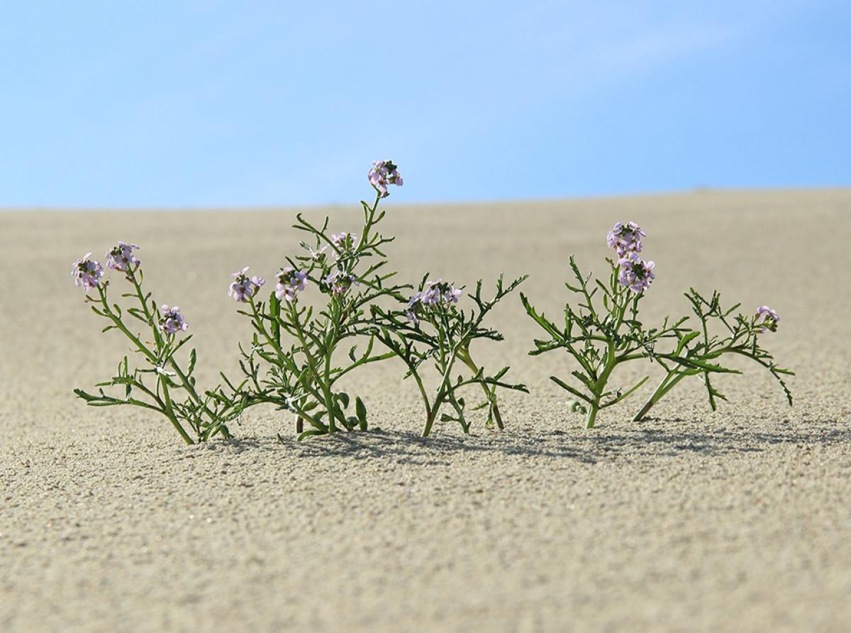 Новая книга о Куршской косе