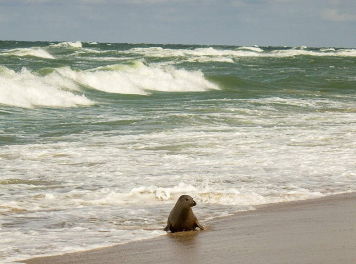 На Куршской косе пройдёт День тюленя
