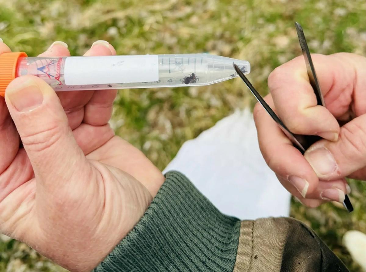 Учёные из Санкт-Петербурга изучают клещей в нашем регионе